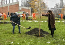 Запослени НИС-а засадили 500 садница јавора и платана АКЦИЈА ЗА ЗЕЛЕНИЈЕ ОКРУЖЕЊЕ