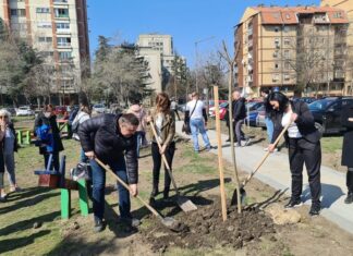 Нова стабла јавора у парку у насељу „Содара“ у МЗ „Центар“ ЗАСАДИ И ТИ СВОЈЕ ДРВО И ИМАЈ СВОЈ ХЛАД!